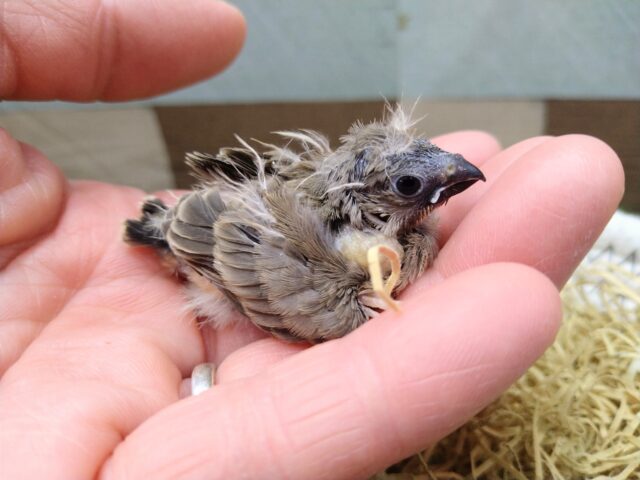 錦花鳥（キンカチョウ）