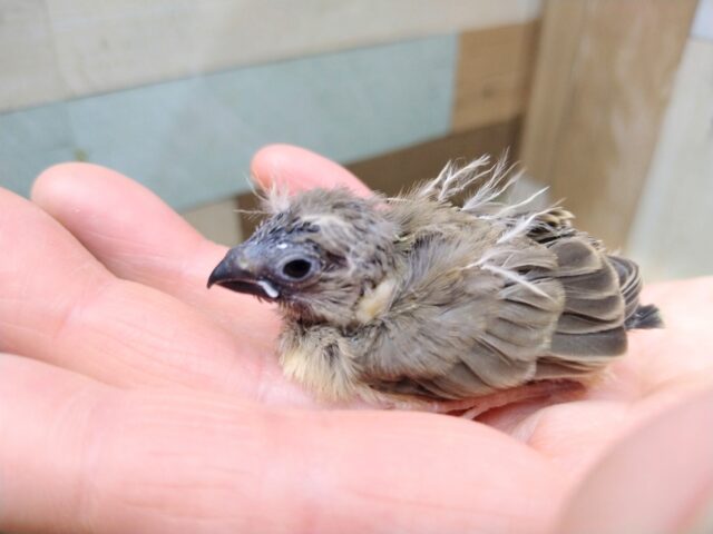 錦花鳥（キンカチョウ）