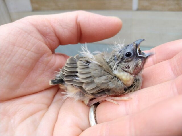 錦花鳥（キンカチョウ）