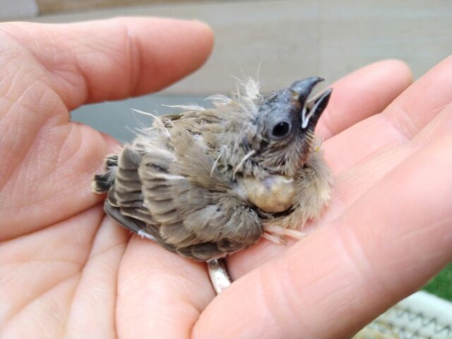 錦花鳥（キンカチョウ）