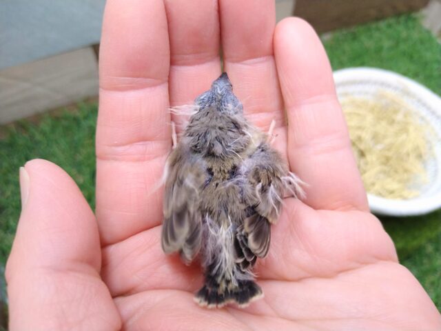 錦花鳥（キンカチョウ）