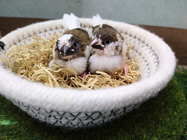 十姉妹（ジュウシマツ）