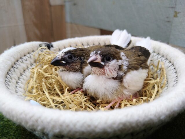 十姉妹（ジュウシマツ）