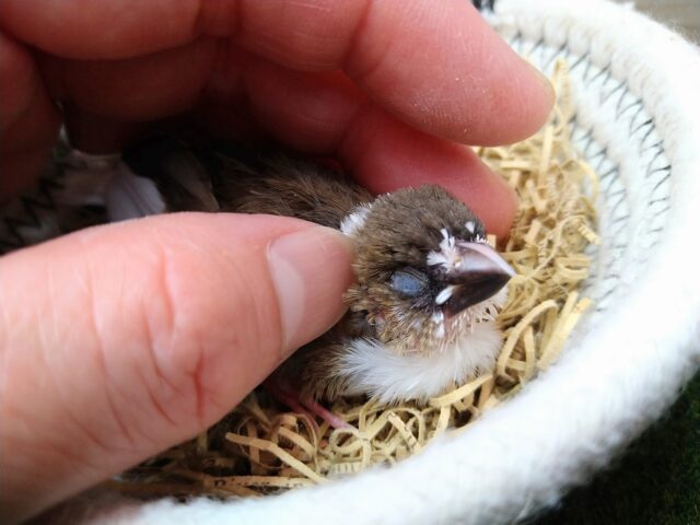 十姉妹（ジュウシマツ）