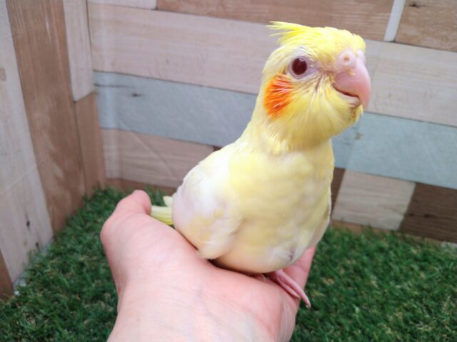 オカメインコ