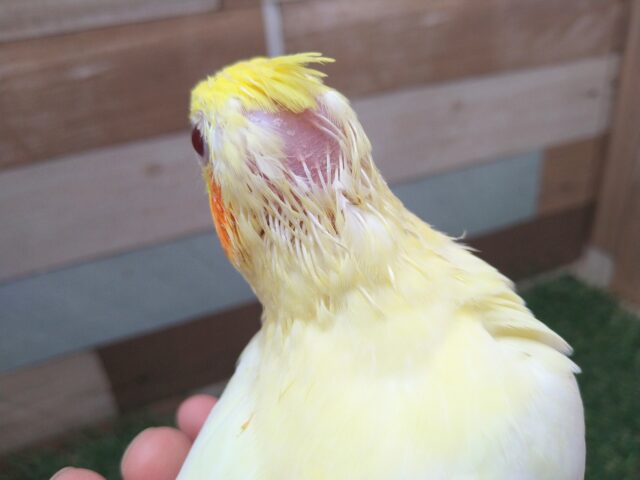 オカメインコ