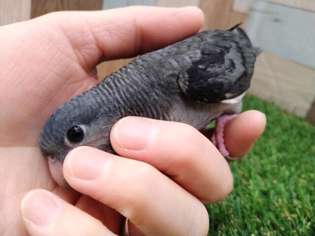 サザナミインコ