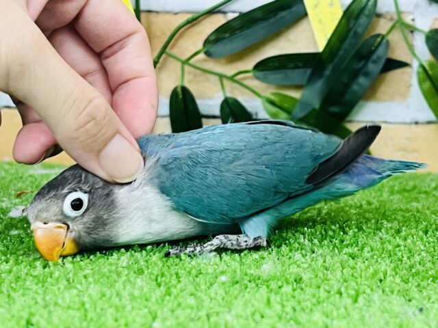 ブルーボタンインコ