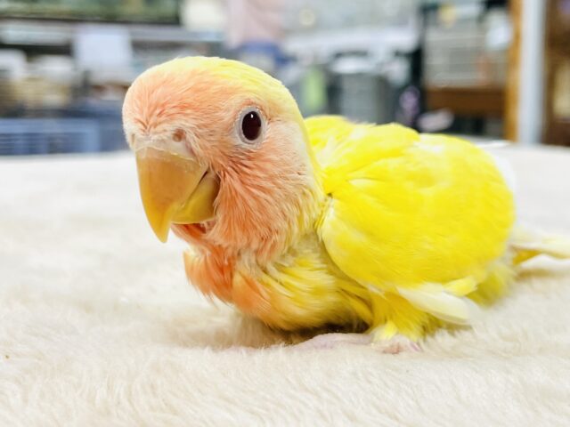 コザクラインコ（小桜インコ）