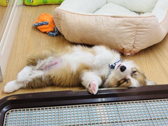 ウェルシュコーギー・ペンブローグ