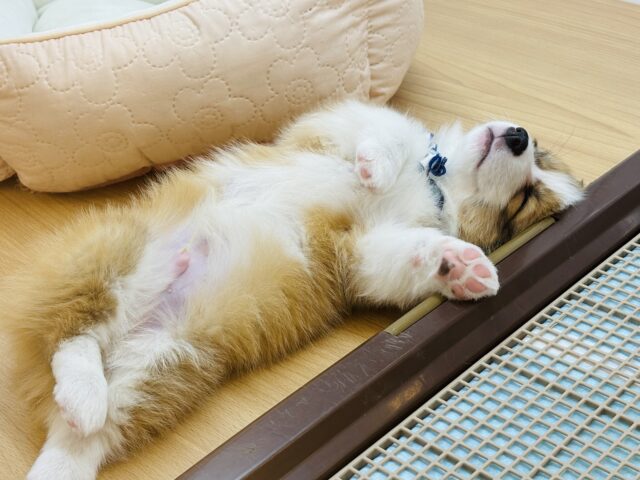 ウェルシュコーギー・ペンブローグ