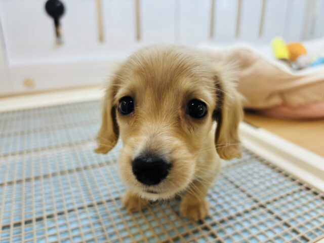 ミニチュアダックス