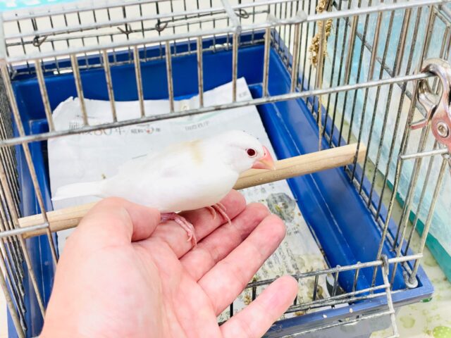 アルビノ文鳥