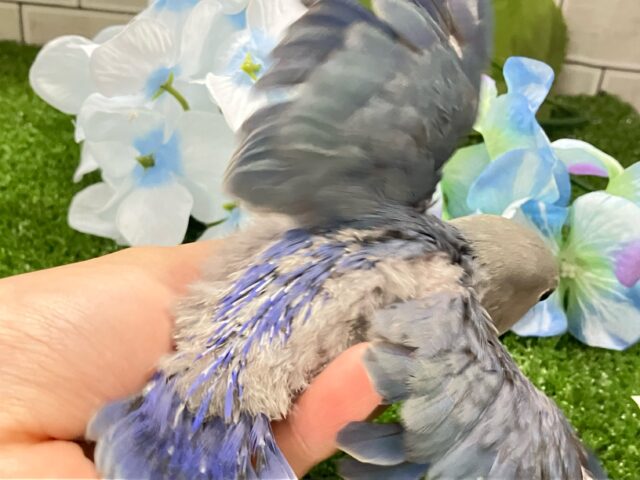 ✨最新画像✨ペッタンぺんた🐧紫陽花咲いた💜⋆͛✨コザクラインコ(バイオレット/2025年5月生まれ) コザクラインコ(小桜インコ)