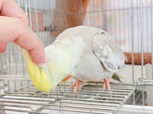 オカメインコ