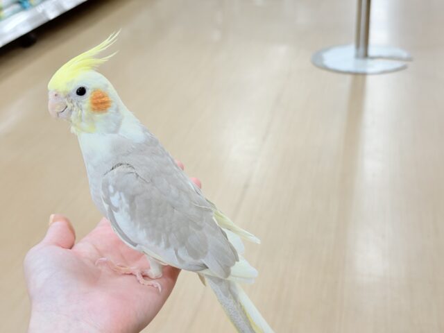 オカメインコ
