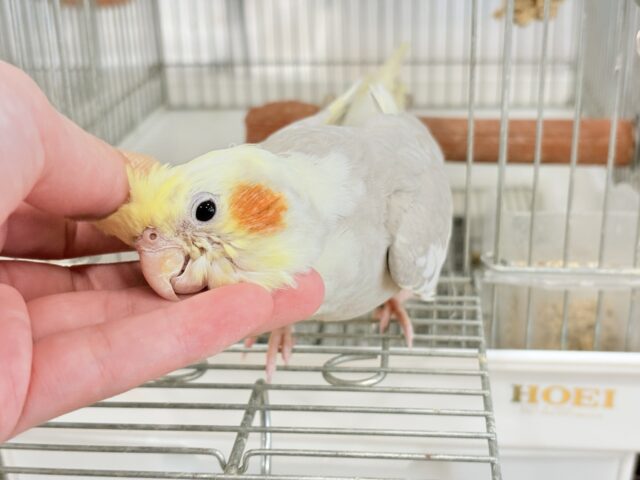 オカメインコ