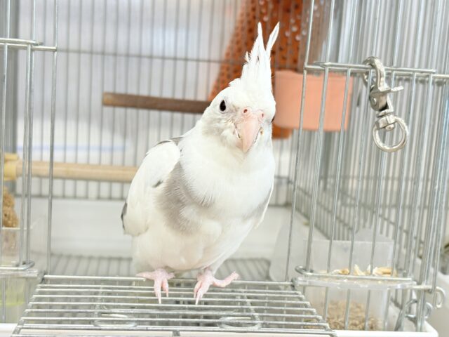オカメインコ