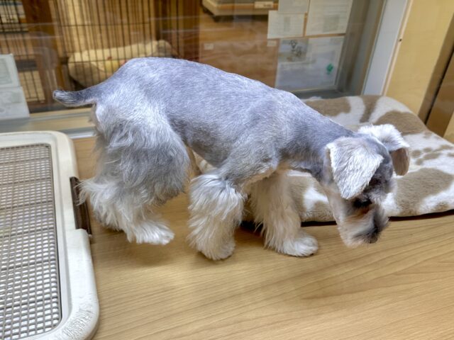 ミニチュアシュナウザー