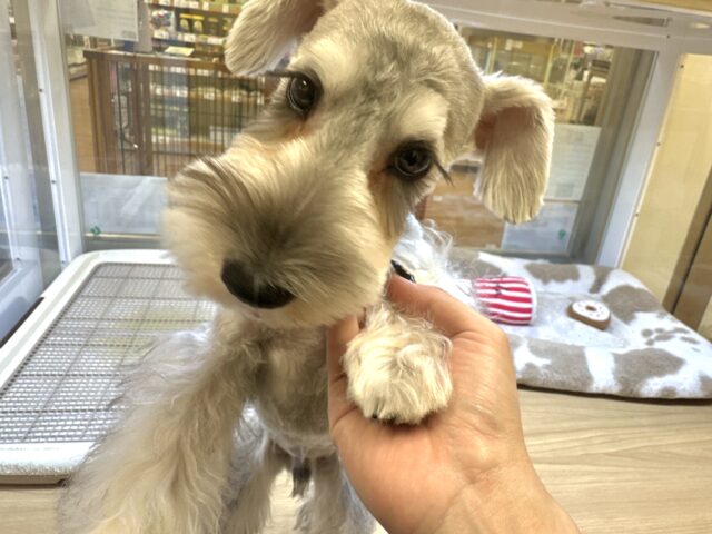 ミニチュアシュナウザー