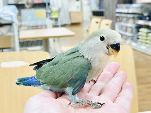 コザクラインコ（小桜インコ）