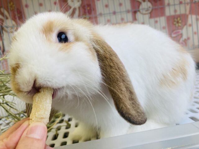 ロップイヤーラビット