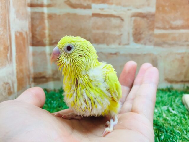 セキセイインコ