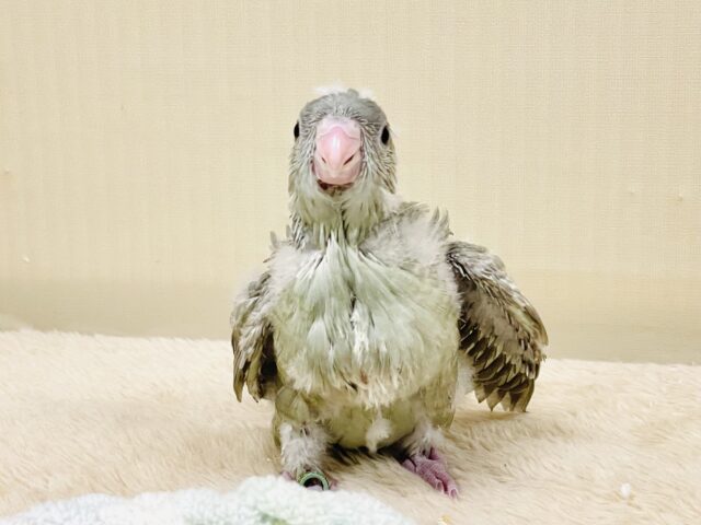 サザナミインコ