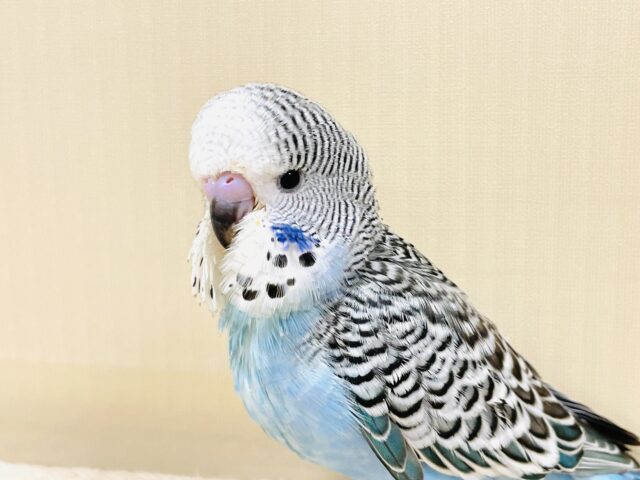 ジャンボセキセイインコ