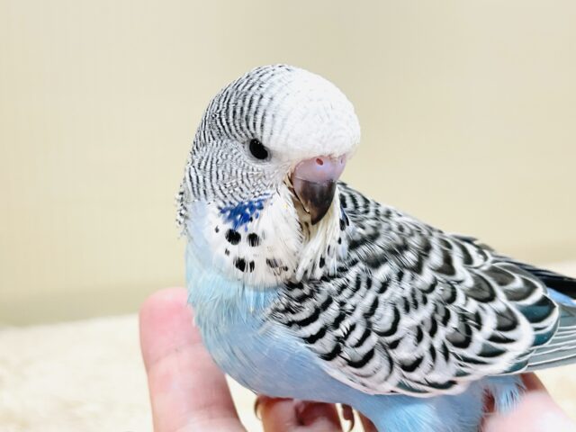 ジャンボセキセイインコ