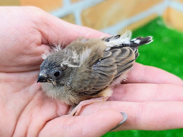 錦花鳥（キンカチョウ）