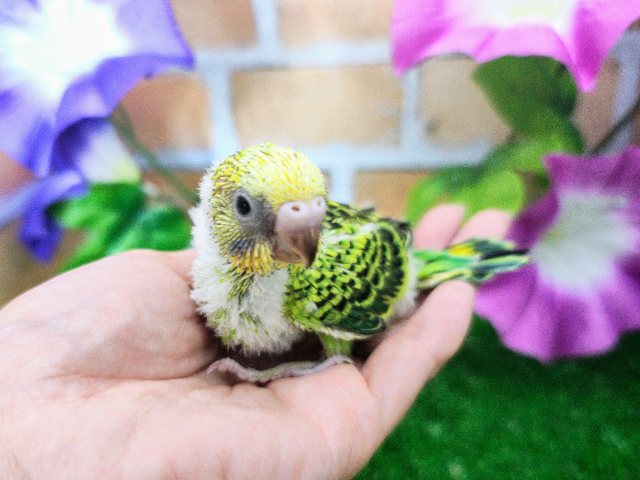 セキセイインコ