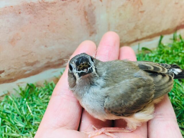 錦花鳥（キンカチョウ）