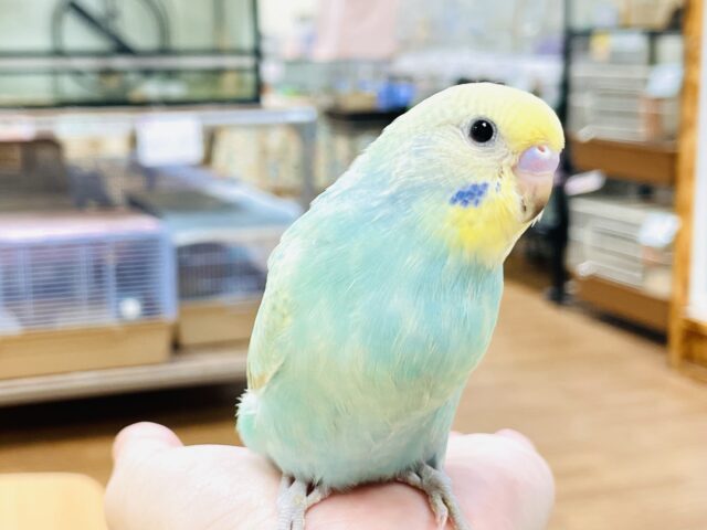 セキセイインコ