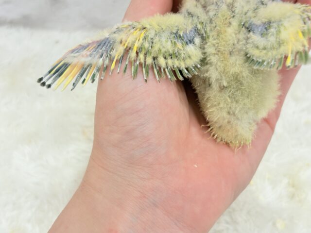 コザクラインコ（小桜インコ）