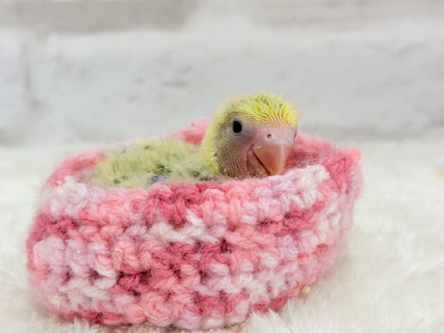 コザクラインコ（小桜インコ）