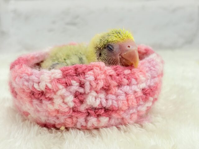 コザクラインコ（小桜インコ）