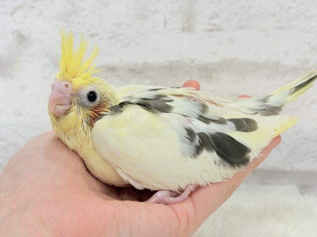 オカメインコ