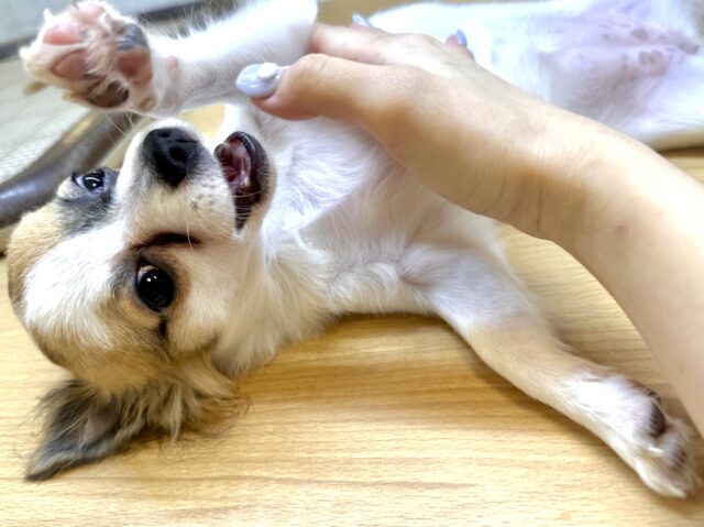 ポメチー（ポメチワ）