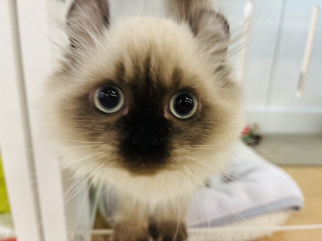 アメリカンカール