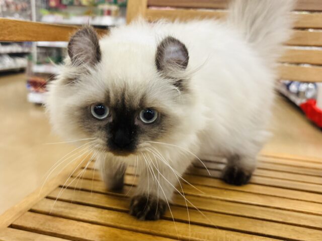 アメリカンカール