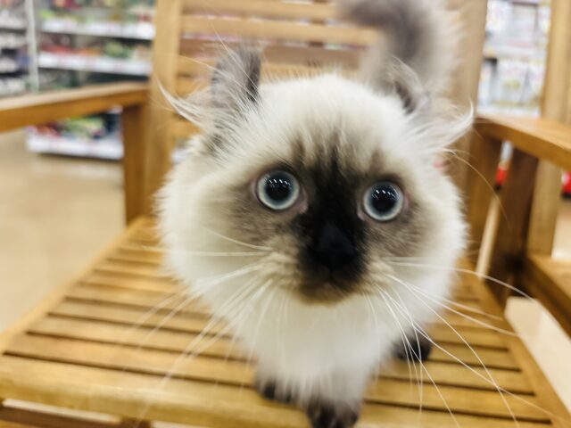 アメリカンカール