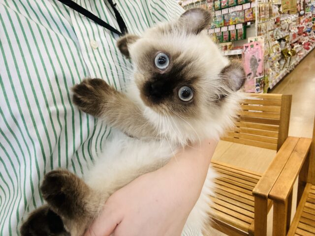 アメリカンカール