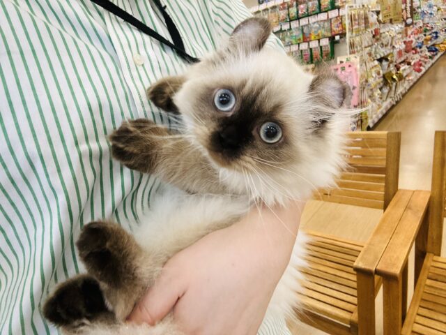 アメリカンカール