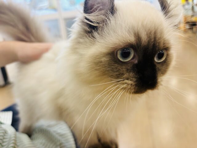 アメリカンカール