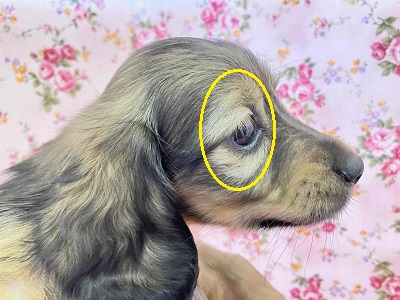 ミニチュアダックス