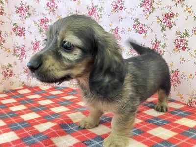 ミニチュアダックス