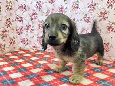 ミニチュアダックス