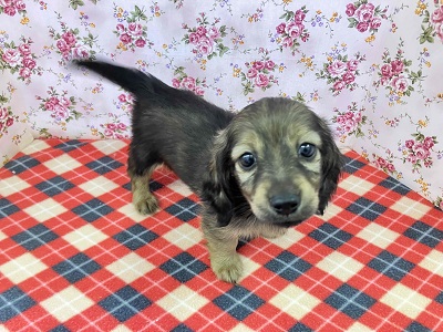 ミニチュアダックス