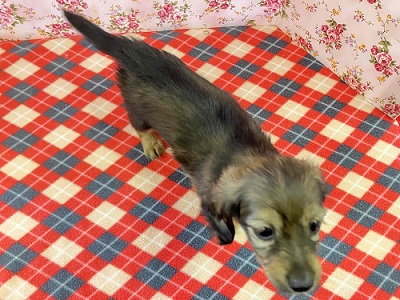 ミニチュアダックス